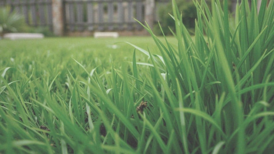 Jakie składniki mineralne zawiera nawóz do traw ozdobnych?