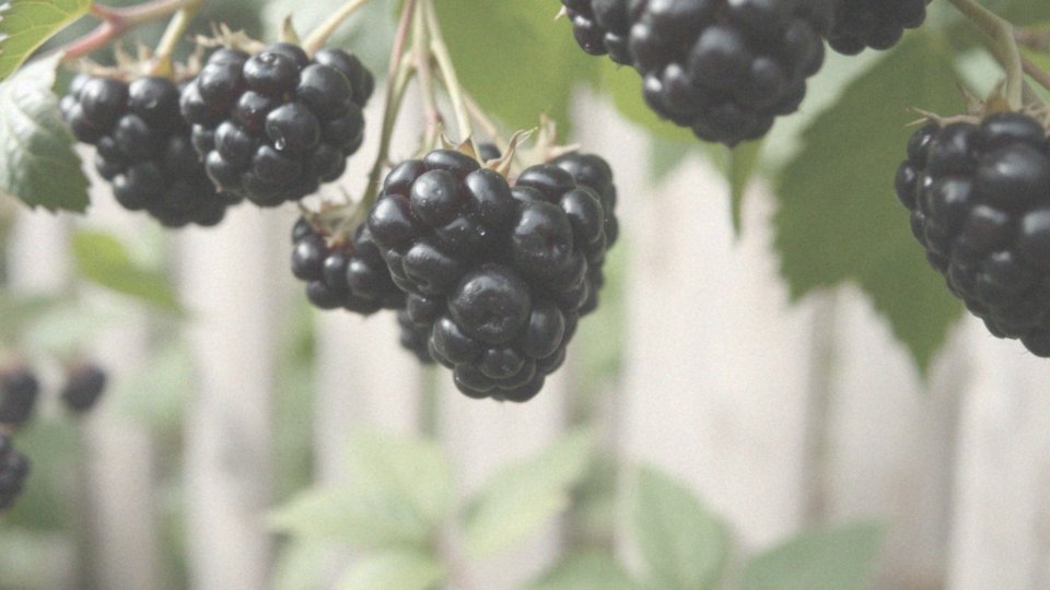 Malina czarna bezkolcowa – cechy, wymagania i pielęgnacja